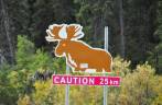 Deve´se ter cuidado com alces na Alaska Highway!